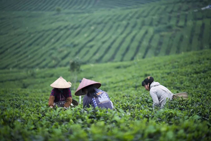 如何保存茶叶才干净？ 康瑞生物教你这样做